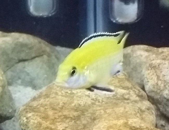 freshwater fish - labidochromis caeruleus - electric yellow cichlid stocking in 55 gallons tank - Half white half yellow lab freshwater fish - labidochromis caeruleus - electric yellow cichlid stocking in 55 gallons tank - Half white half yellow lab