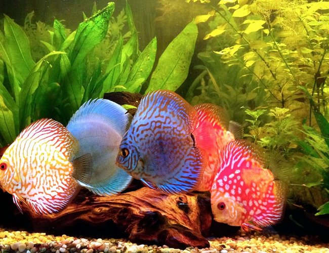 freshwater fish - symphysodon sp. - blue diamond discus stocking in 40 gallons tank - Discus freshwater fish - symphysodon sp. - blue diamond discus stocking in 40 gallons tank - Discus
