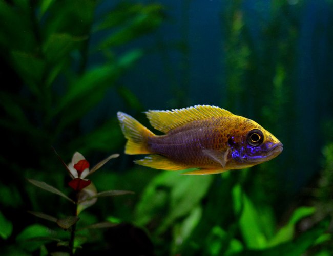 freshwater fish - aulonocara mamelela - lemon jake stocking in 70 gallons tank - Lemon Jake Peacock freshwater fish - aulonocara mamelela - lemon jake stocking in 70 gallons tank - Lemon Jake Peacock