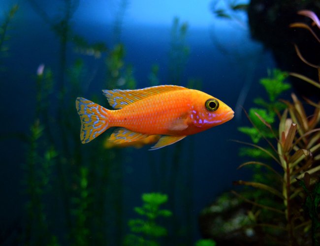 freshwater fish - aulonocara sp. - firefish black eye peacock stocking in 70 gallons tank - fire fish freshwater fish - aulonocara sp. - firefish black eye peacock stocking in 70 gallons tank - fire fish