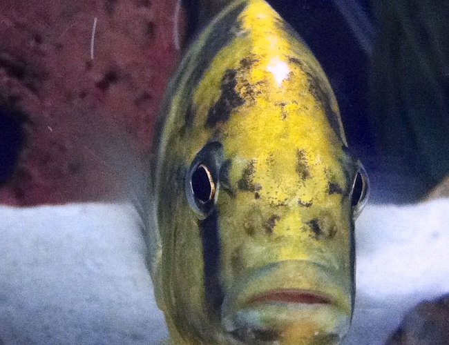 freshwater fish - nimbochromis venustus - venustus cichlid stocking in 75 gallons tank - Giraffe hap freshwater fish - nimbochromis venustus - venustus cichlid stocking in 75 gallons tank - Giraffe hap