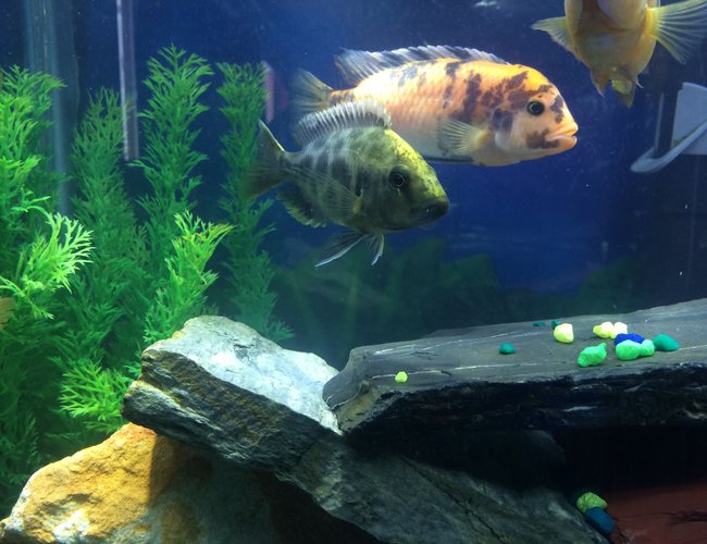 freshwater fish - nimbochromis venustus - venustus cichlid stocking in 55 gallons tank - Peacock freshwater fish - nimbochromis venustus - venustus cichlid stocking in 55 gallons tank - Peacock