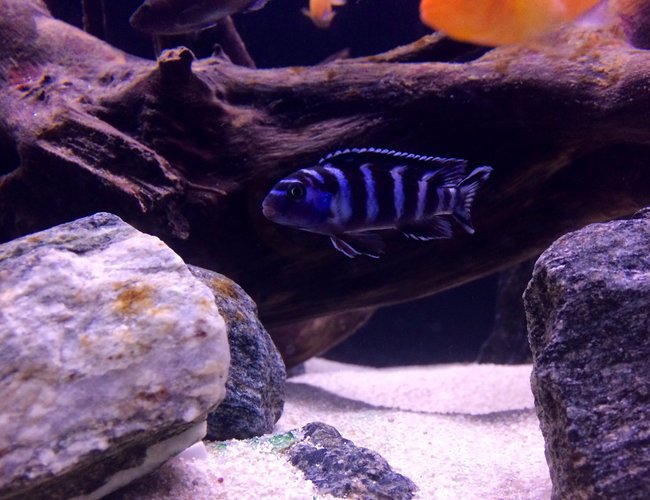 freshwater fish - pseudotropheus demasoni - demasoni cichlid stocking in 75 gallons tank - Pombo Rocks Chiclid (Pseudotropheus Demasoni) freshwater fish - pseudotropheus demasoni - demasoni cichlid stocking in 75 gallons tank - Pombo Rocks Chiclid (Pseudotropheus Demasoni)