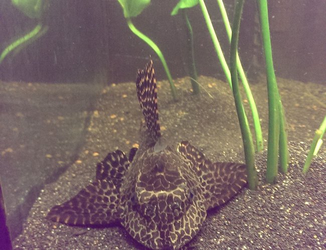 freshwater fish - glyptoperichthys gibbiceps - sailfin pleco (l-83) stocking in 125 gallons tank - Foot long sailfin pleco freshwater fish - glyptoperichthys gibbiceps - sailfin pleco (l-83) stocking in 125 gallons tank - Foot long sailfin pleco