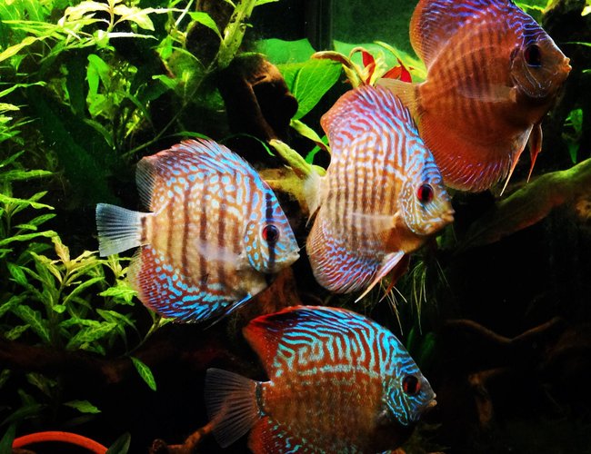 freshwater fish - symphysodon sp. - checkerboard discus stocking in 75 gallons tank - My discus freshwater fish - symphysodon sp. - checkerboard discus stocking in 75 gallons tank - My discus