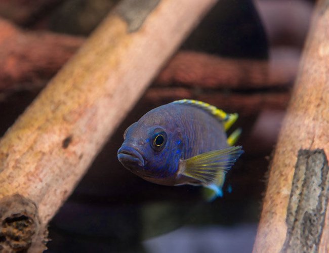 freshwater fish - copadichromis borleyi - yellowfin borleyi cichlid stocking in 56 gallons tank - Peacock Cichlid freshwater fish - copadichromis borleyi - yellowfin borleyi cichlid stocking in 56 gallons tank - Peacock Cichlid