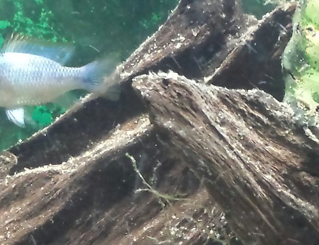 freshwater fish - mikrogeophagus ramirezi - electric blue ram stocking in 55 gallons tank - Electric blue ram. freshwater fish - mikrogeophagus ramirezi - electric blue ram stocking in 55 gallons tank - Electric blue ram.