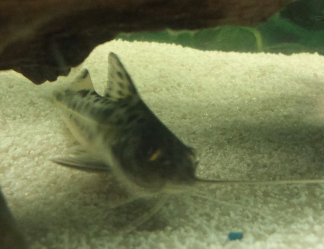 freshwater fish - pimelodus pictus - pictus catfish stocking in 55 gallons tank - Our pictus. freshwater fish - pimelodus pictus - pictus catfish stocking in 55 gallons tank - Our pictus.
