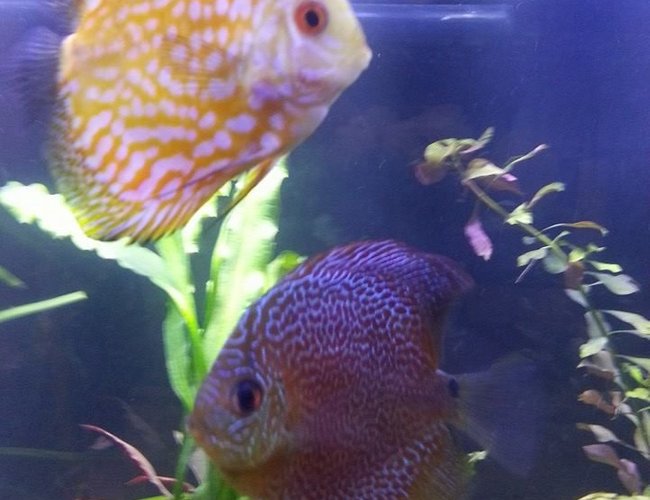 freshwater fish - symphysodon sp. - snakeskin discus stocking in 55 gallons tank - 55 Gallons
About 7 months old.
5 miscellaneous discus
12 penguin tetras
4 cardinal tetras
1 Angel fish (I relocated other angelfish to another tank, but this one always evades my attempts to net him)
This tank is not against a wall. Instead it's centrally located. On ones side is a couch where I like to lounge. On the other side (rear) of the tank is where my family and I eat breakfast.
Next to this tank is a small Aqueon Evolve 8. We use this for fish quarantine and to develop plants. freshwater fish - symphysodon sp. - snakeskin discus stocking in 55 gallons tank - 55 Gallons
About 7 months old.
5 miscellaneous discus
12 penguin tetras
4 cardinal tetras
1 Angel fish (I relocated other angelfish to another tank, but this one always evades my attempts to net him)
This tank is not against a wall. Instead it's centrally located. On ones side is a couch where I like to lounge. On the other side (rear) of the tank is where my family and I eat breakfast.
Next to this tank is a small Aqueon Evolve 8. We use this for fish quarantine and to develop plants.