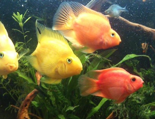 freshwater fish - heros severus x amphilophus citrinellum - blood parrot stocking in 50 gallons tank - parrot fish freshwater fish - heros severus x amphilophus citrinellum - blood parrot stocking in 50 gallons tank - parrot fish