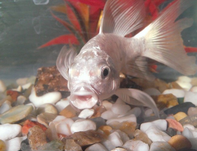 freshwater fish - cyprinus carpio - butterfly koi stocking in 60 gallons tank - BUTTERFLY MILKY CARP freshwater fish - cyprinus carpio - butterfly koi stocking in 60 gallons tank - BUTTERFLY MILKY CARP