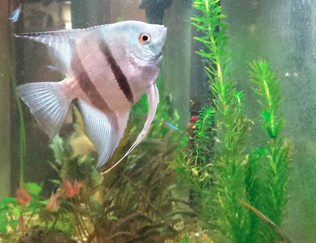 freshwater fish - (pterophyllum sp.) - blue angelfish stocking in 55 gallons tank - My blue angel. freshwater fish - (pterophyllum sp.) - blue angelfish stocking in 55 gallons tank - My blue angel.