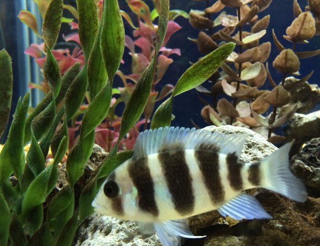 freshwater fish - cyphotilapia frontosa - frontosa cichlid stocking in 75 gallons tank - Young Frontosa freshwater fish - cyphotilapia frontosa - frontosa cichlid stocking in 75 gallons tank - Young Frontosa