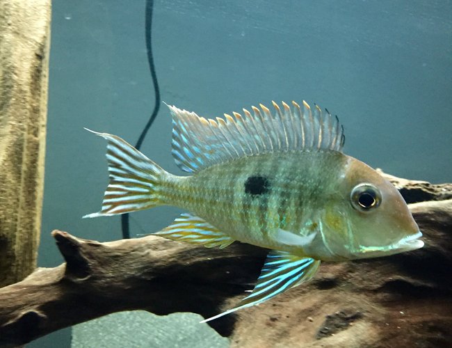 freshwater fish - geophagus surunimsis - surinamen geophagus stocking in 45 gallons tank - Surinamen Geophagus freshwater fish - geophagus surunimsis - surinamen geophagus stocking in 45 gallons tank - Surinamen Geophagus