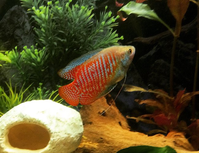 freshwater fish - colisa lalia - dwarf gourami stocking in 26 gallons tank - 🐠🐠 freshwater fish - colisa lalia - dwarf gourami stocking in 26 gallons tank - 🐠🐠