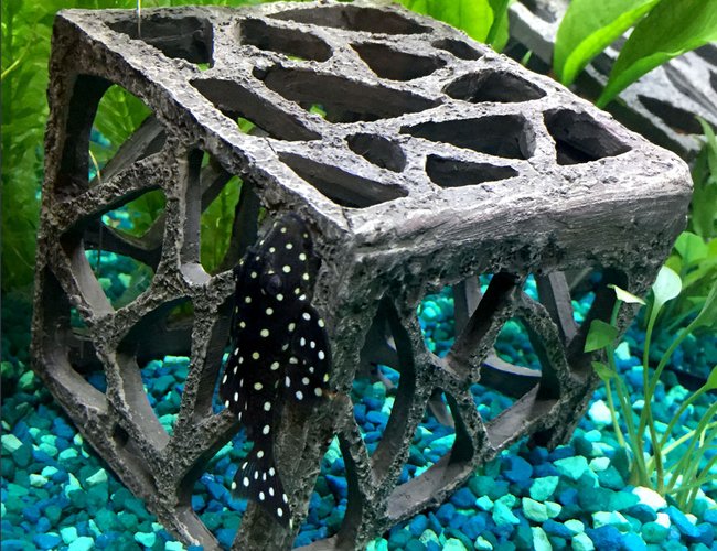 freshwater fish - hypancistrus inspector l-102 - snowball pleco stocking in 15 gallons tank - snowball pleco freshwater fish - hypancistrus inspector l-102 - snowball pleco stocking in 15 gallons tank - snowball pleco