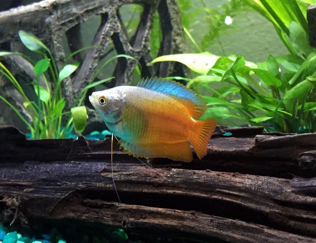freshwater fish - colisa lalia - flame dwarf gourami stocking in 15 gallons tank - flame dwarf gourami freshwater fish - colisa lalia - flame dwarf gourami stocking in 15 gallons tank - flame dwarf gourami