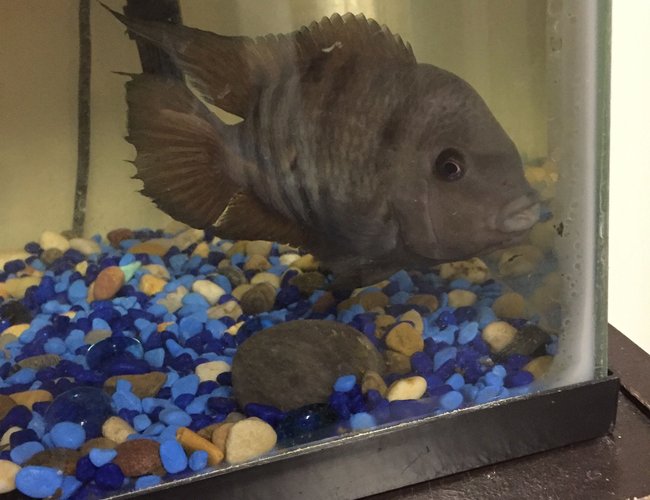 freshwater fish stocking in 10 gallons tank - I HAVE NO IDEA WHAT BREED THIS FISH IS. freshwater fish stocking in 10 gallons tank - I HAVE NO IDEA WHAT BREED THIS FISH IS.