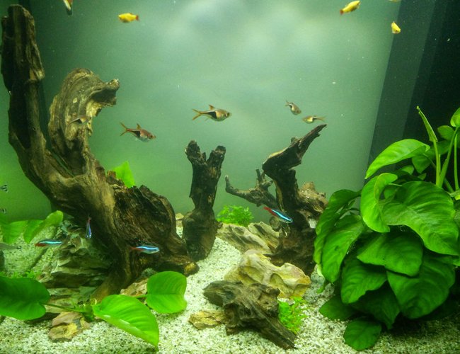 freshwater fish stocking in 30 gallons tank - 10 Red Crystal
6 Neon Tetra (Paracheirodon Innesi)
6 Arlequin (Rasbora Heteromorpha)
6 Nez Rouge (Hemigrammus Bleheri)
6 Neon cardinal (Tanichthys Albonubes)
6 Octocinclus Affinis
6 Ancistrus Temminckii freshwater fish stocking in 30 gallons tank - 10 Red Crystal
6 Neon Tetra (Paracheirodon Innesi)
6 Arlequin (Rasbora Heteromorpha)
6 Nez Rouge (Hemigrammus Bleheri)
6 Neon cardinal (Tanichthys Albonubes)
6 Octocinclus Affinis
6 Ancistrus Temminckii