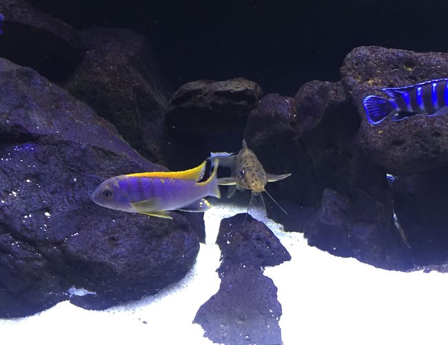 freshwater fish stocking in 80 gallons tank - Catfish and hongi freshwater fish stocking in 80 gallons tank - Catfish and hongi