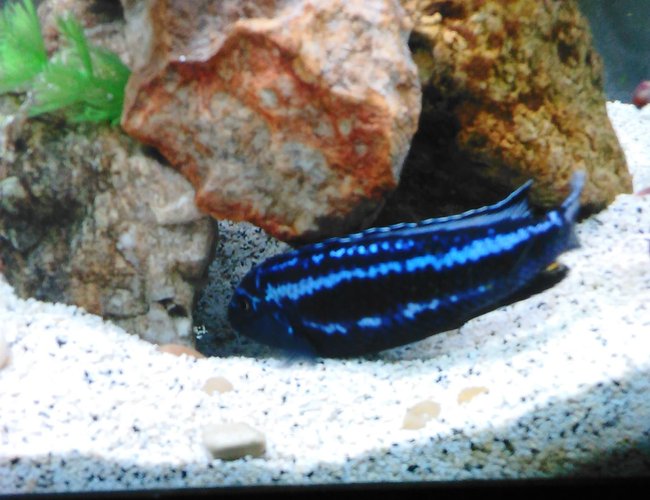 freshwater fish stocking in 55 gallons tank - Maingano swimming into rock pile freshwater fish stocking in 55 gallons tank - Maingano swimming into rock pile