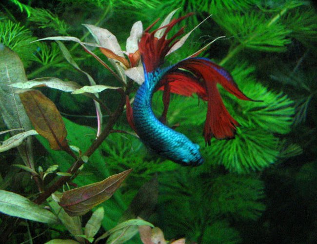freshwater fish stocking in 125 gallons tank - Betta Splendens
In my 20 xhigh planted tank
Not just a betta bowl freshwater fish stocking in 125 gallons tank - Betta Splendens
In my 20 xhigh planted tank
Not just a betta bowl