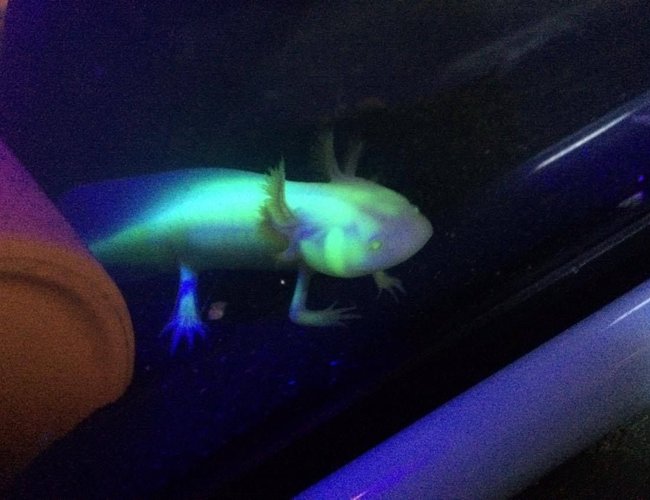 freshwater fish stocking in 220 gallons tank - little guy is growing fast , glow in the dark white albino axolotl freshwater fish stocking in 220 gallons tank - little guy is growing fast , glow in the dark white albino axolotl