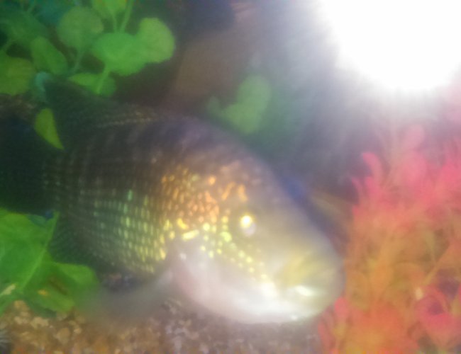 freshwater fish stocking in 90 gallons tank - Jack dempsey freshwater fish stocking in 90 gallons tank - Jack dempsey