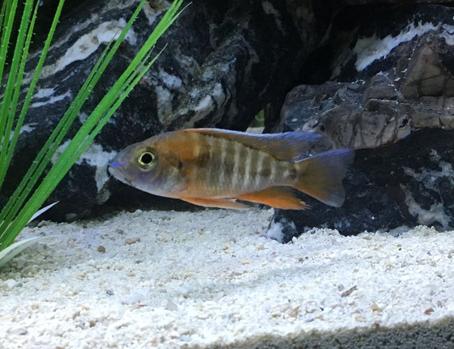 freshwater fish stocking in 45 gallons tank - Juvi. Jacobfriebergi 1-9 freshwater fish stocking in 45 gallons tank - Juvi. Jacobfriebergi 1-9