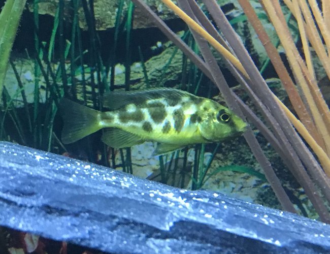 freshwater fish stocking in 45 gallons tank - Juvi. Venustus 1-9 freshwater fish stocking in 45 gallons tank - Juvi. Venustus 1-9