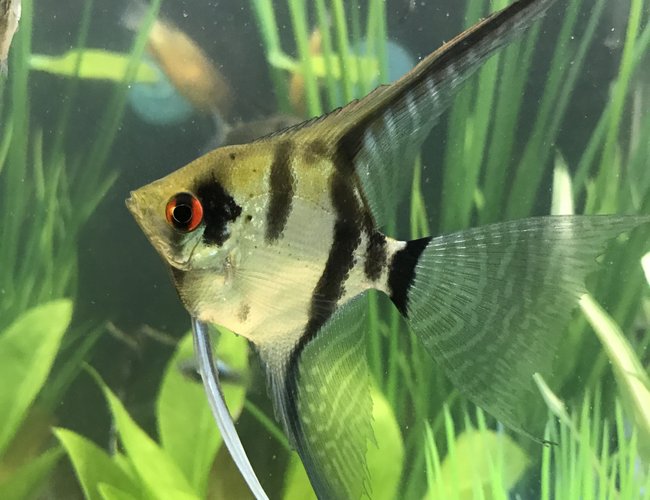 freshwater fish stocking in 29 gallons tank - Zebra veil angel freshwater fish stocking in 29 gallons tank - Zebra veil angel