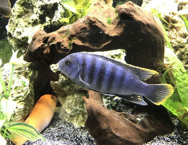 freshwater fish stocking in 60 gallons tank - Cobalt blue Zebra Cichlid freshwater fish stocking in 60 gallons tank - Cobalt blue Zebra Cichlid