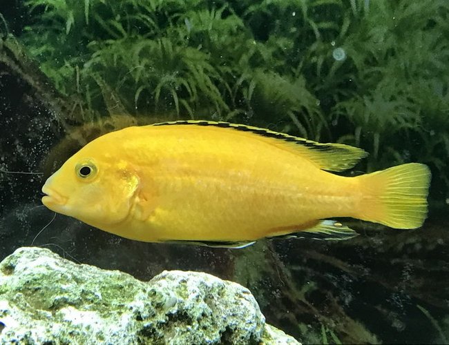 freshwater fish stocking in 60 gallons tank - Electric Yellow Cichlid freshwater fish stocking in 60 gallons tank - Electric Yellow Cichlid