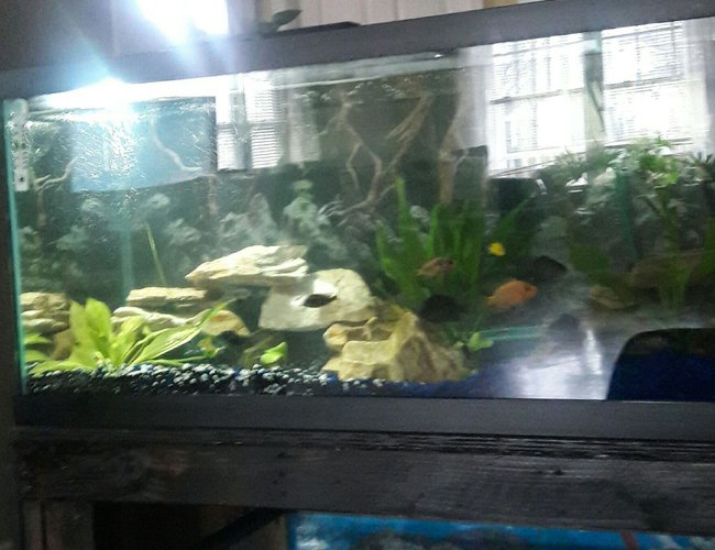freshwater fish stocking in 75 gallons tank - 75 gallon freshwater tank African and American Cichlids with live planting freshwater fish stocking in 75 gallons tank - 75 gallon freshwater tank African and American Cichlids with live planting