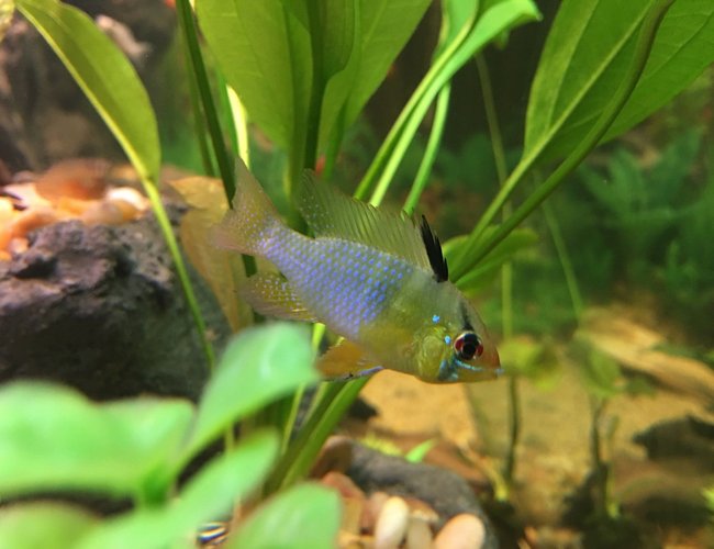 freshwater fish stocking in 75 gallons tank - German Blue Ram freshwater fish stocking in 75 gallons tank - German Blue Ram