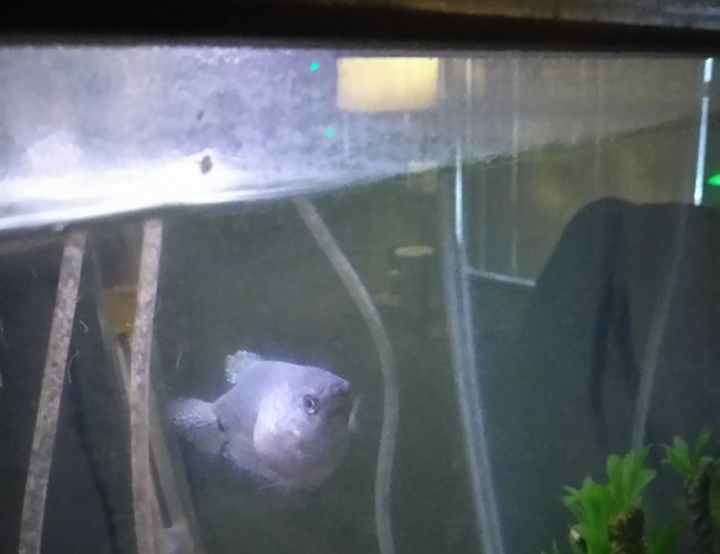 freshwater fish stocking in 35 gallons tank - Blue gourami named spot what is wrong with it not sure what's going on here it's been like this for 2weeks so far freshwater fish stocking in 35 gallons tank - Blue gourami named spot what is wrong with it not sure what's going on here it's been like this for 2weeks so far