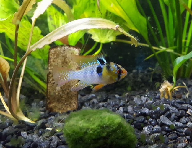 freshwater fish stocking in 30 gallons tank - My German Blue Ram, Gordon Ramsey freshwater fish stocking in 30 gallons tank - My German Blue Ram, Gordon Ramsey
