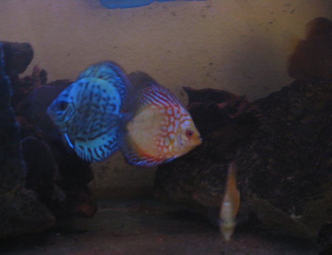freshwater fish stocking in 180 gallons tank - Discus twins freshwater fish stocking in 180 gallons tank - Discus twins