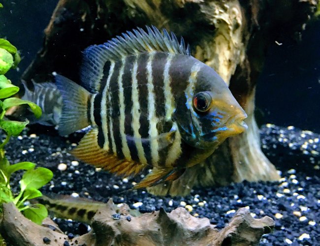 freshwater fish stocking in 150 gallons tank - Red shoulder severum freshwater fish stocking in 150 gallons tank - Red shoulder severum