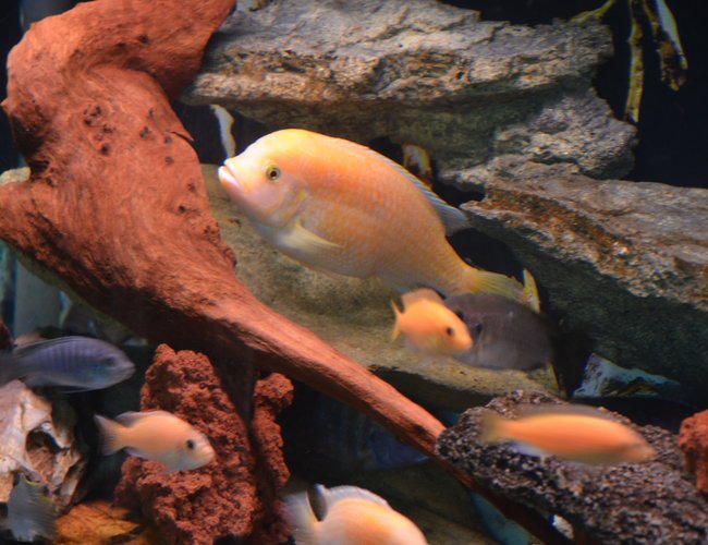 freshwater fish stocking in 80 gallons tank - Dragon Blood Peacock freshwater fish stocking in 80 gallons tank - Dragon Blood Peacock