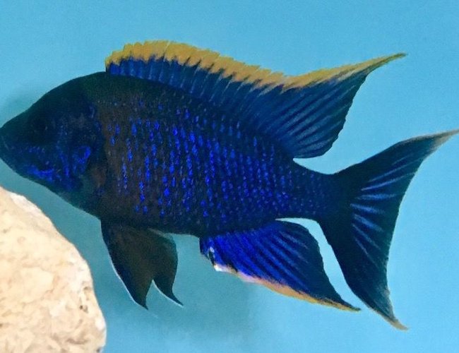 freshwater fish stocking in 120 gallons tank - Red Top Lwanda breeder freshwater fish stocking in 120 gallons tank - Red Top Lwanda breeder