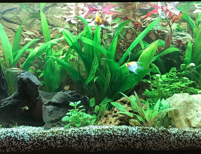 freshwater fish stocking in 180 gallons tank - Planted tank freshwater fish stocking in 180 gallons tank - Planted tank