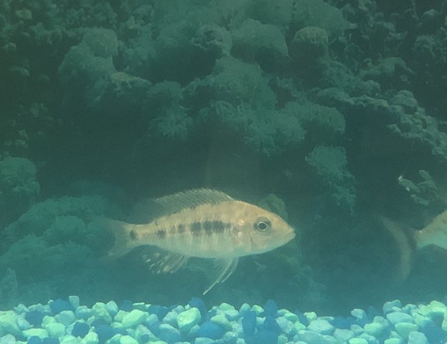 freshwater fish stocking in 36 gallons tank - Name this fish please freshwater fish stocking in 36 gallons tank - Name this fish please