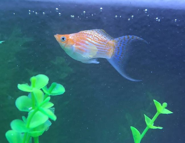 freshwater fish stocking in 5 gallons tank - Specific breed and gender of molly? I forgot, and would like to do more reasearch on my fish.
Unimportant note: his name is pudge. freshwater fish stocking in 5 gallons tank - Specific breed and gender of molly? I forgot, and would like to do more reasearch on my fish.
Unimportant note: his name is pudge.