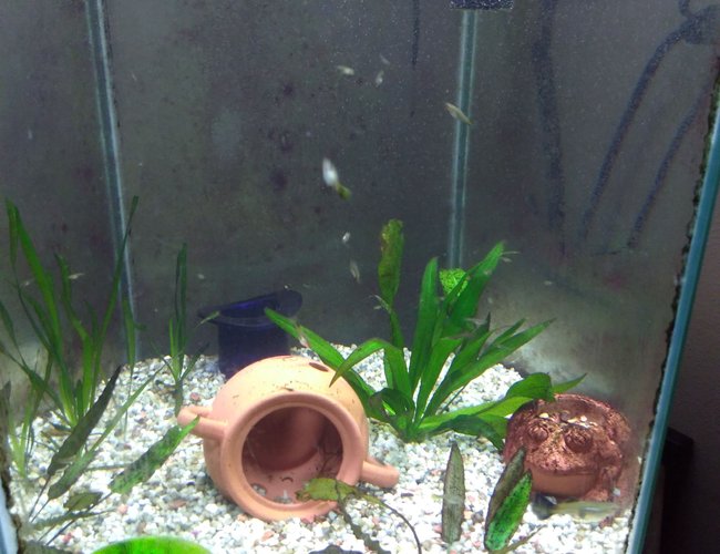 freshwater fish stocking in 75 gallons tank - Baby guppies freshwater fish stocking in 75 gallons tank - Baby guppies