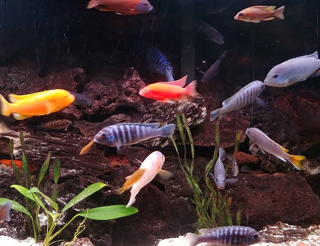 freshwater fish stocking in 90 gallons tank - African Cichlid rainbow. freshwater fish stocking in 90 gallons tank - African Cichlid rainbow.