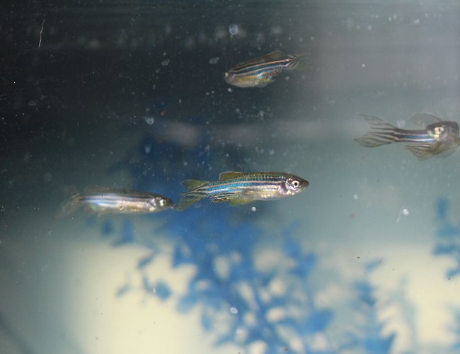 freshwater fish stocking in 29 gallons tank - Pack of Zebra Danio freshwater fish stocking in 29 gallons tank - Pack of Zebra Danio