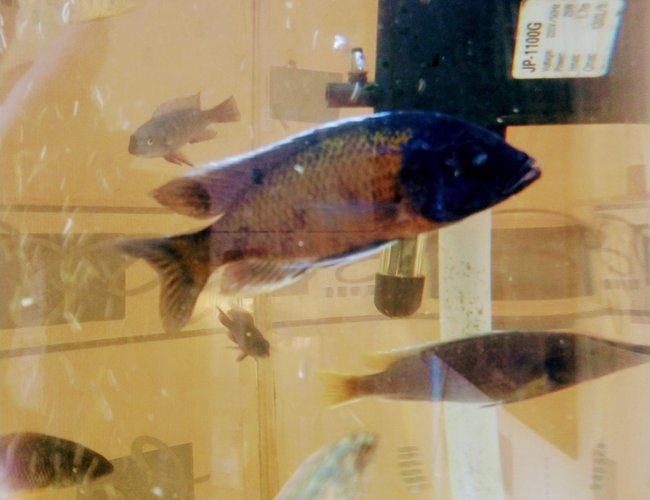 freshwater fish stocking in 90 gallons tank - Cichlids freshwater fish stocking in 90 gallons tank - Cichlids