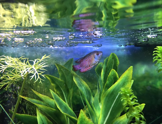 freshwater fish stocking in 10 gallons tank - My Dwarf gourami freshwater fish stocking in 10 gallons tank - My Dwarf gourami