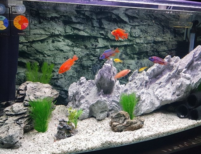 freshwater fish stocking in 50 gallons tank - Malawi Cichlid Tank freshwater fish stocking in 50 gallons tank - Malawi Cichlid Tank